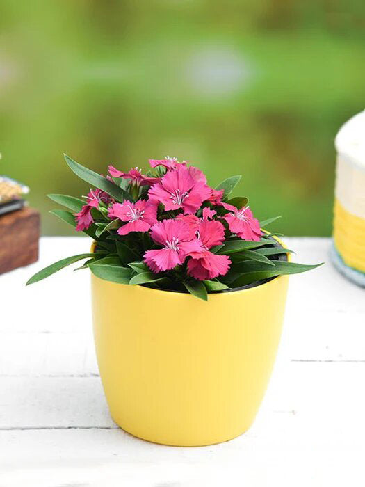 Pink Dianthus Flower Seeds