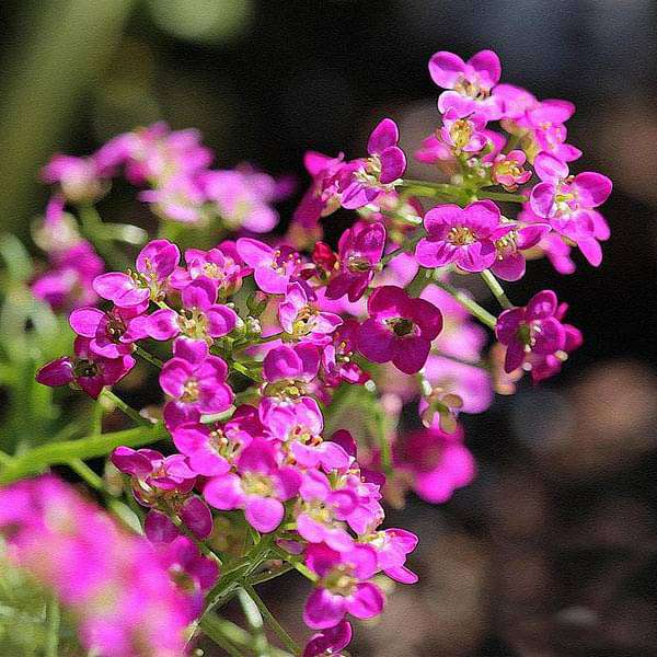 Alyssum Flower Seeds - Heirloom Non GMO High Germination Garden Planting Seeds