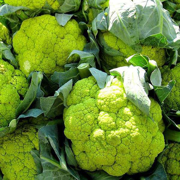 Cauliflower Vegetable Seeds Green Vegetable Seeds for Home Gardening, Natural Home Farming Choice Heirloom, Non-GMO for Home Garden Planting