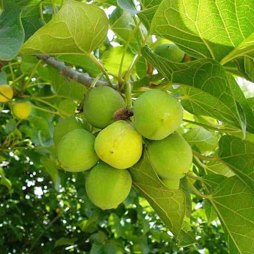 jatropha fruit for planting growing tropical trees at home garden heirloom Fruit seeds