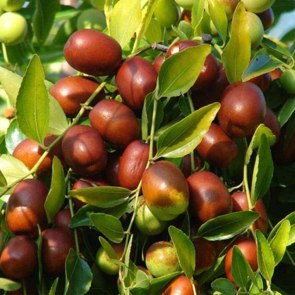 Mixed Jujube Fruit And Cultivation Diverse Varieties Of Fruits Fruit Seeds