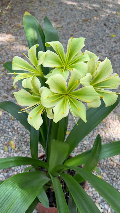 Green Clivia Flower Seeds - Heirloom, Non GMO, High Germination, Organic Garden Seeds