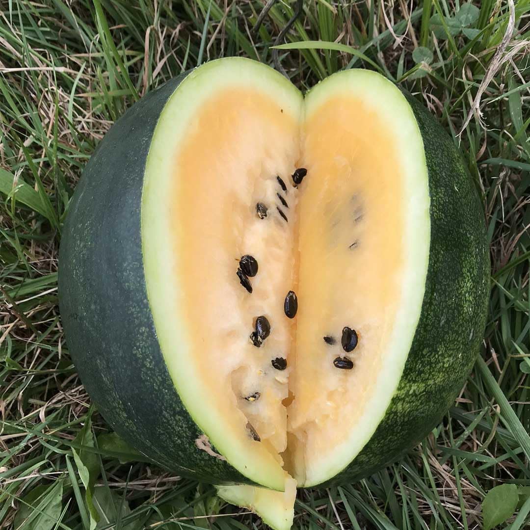 orange crisp hybrid watermelon crunchy sweet fleshed melons high organic Fruit Seeds organic garden seeds