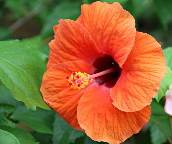 Orange Hibiscus Flower Seeds – Heirloom Non-GMO High Germination Seeds