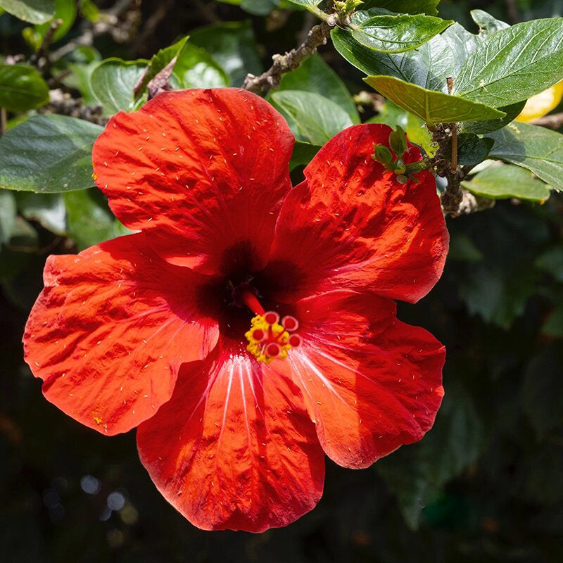Hibiscus Flower Seeds