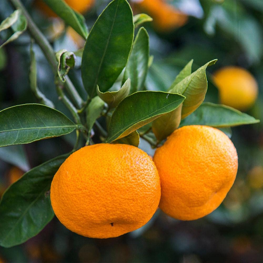orange tree citrus sinensis bonsai fruit seeds