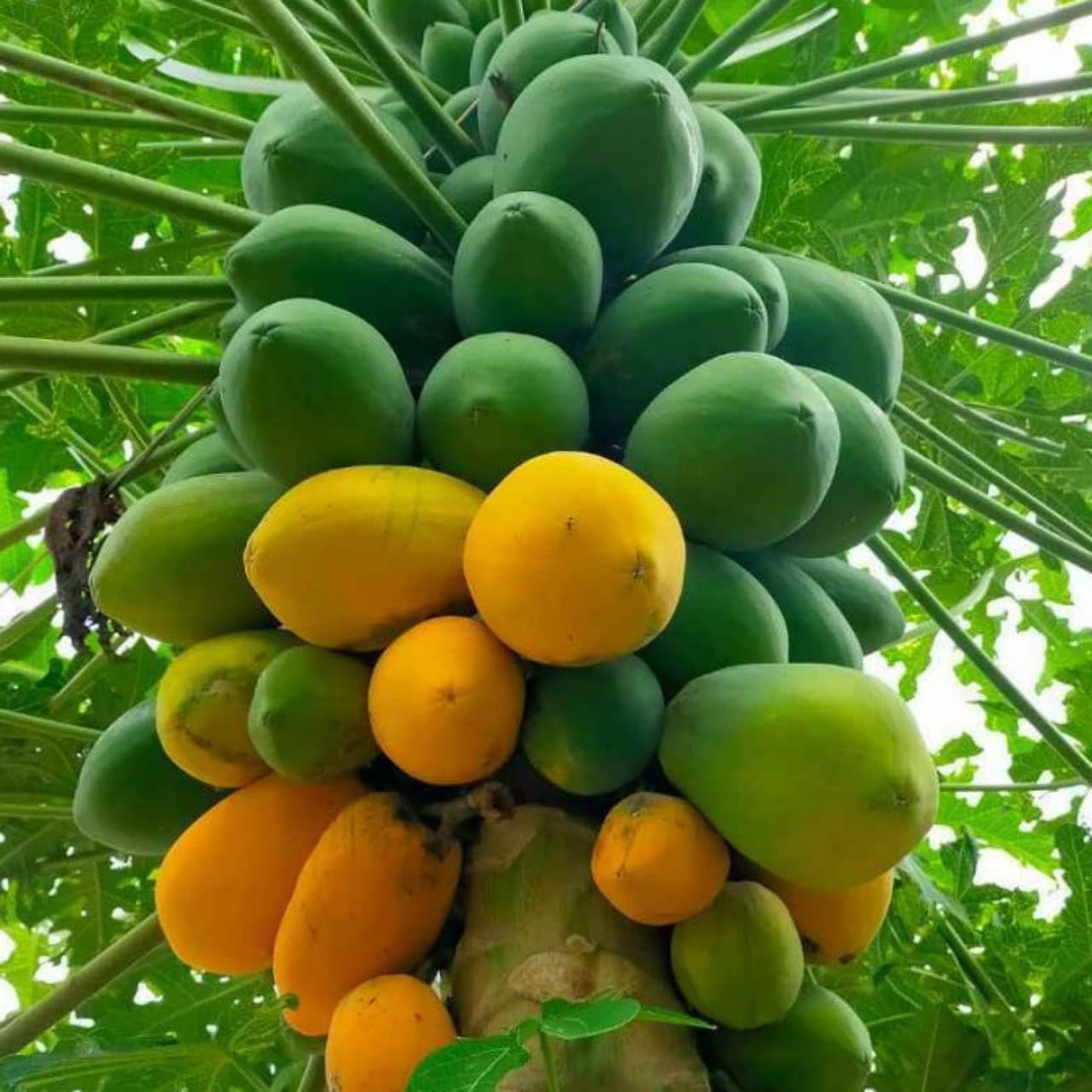 papaya carica bonsai fruit tropical tree seeds