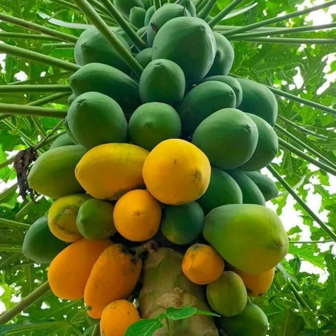 maradol papaya carica fruit tree tropical seeds