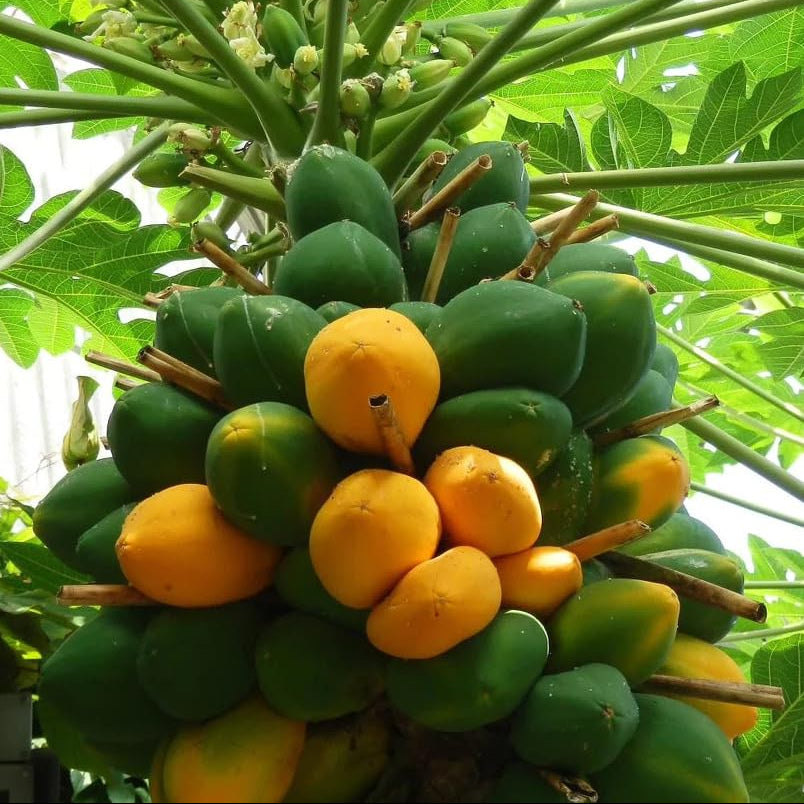 Mixed Papaya Rare Seedless Variety Fruit Seeds
