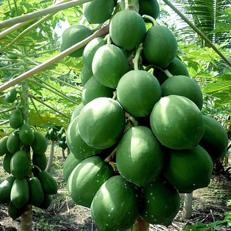 vigorous growth papaya high quality sowing organic Fruit Seeds organic garden seeds