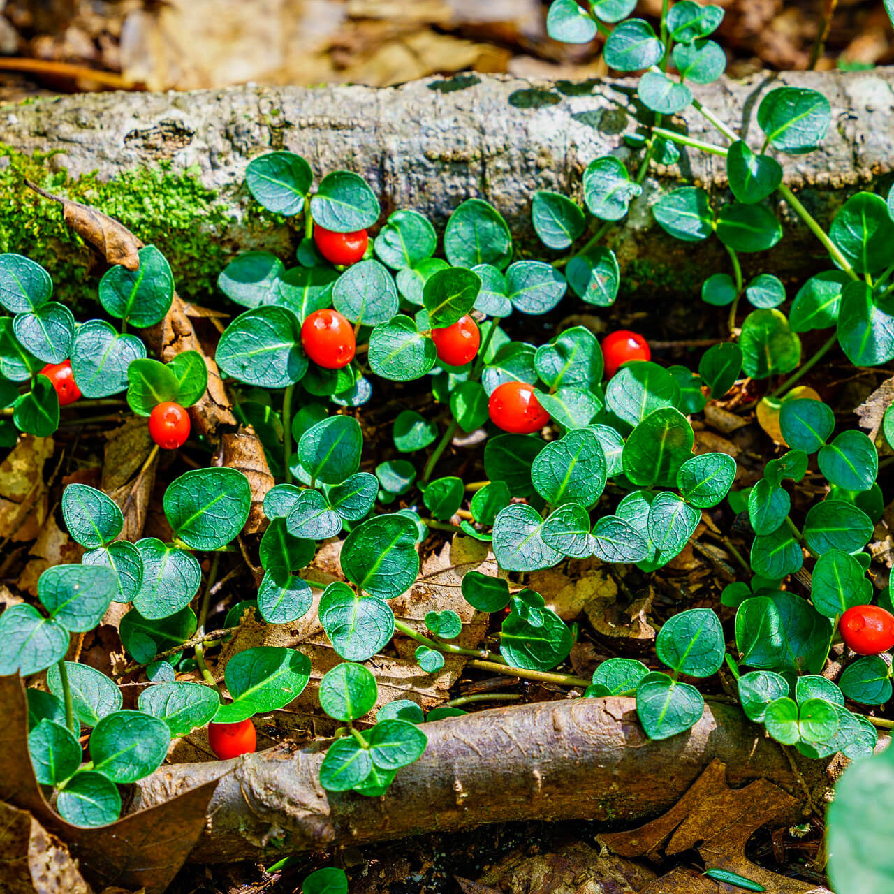 Partridge Berry Plant Ideal Low Ground Gardens For Kitchen Fruit Seeds