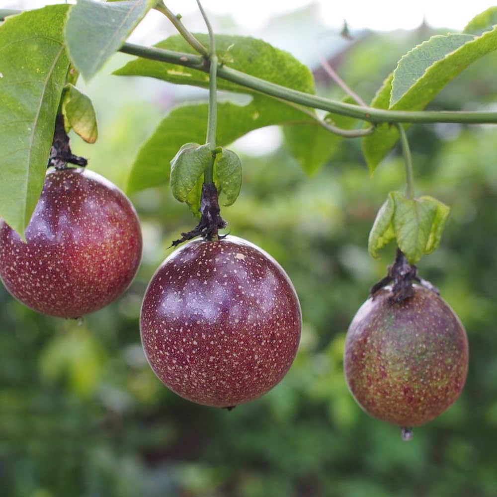 Passiflora Brown Fruit Seeds