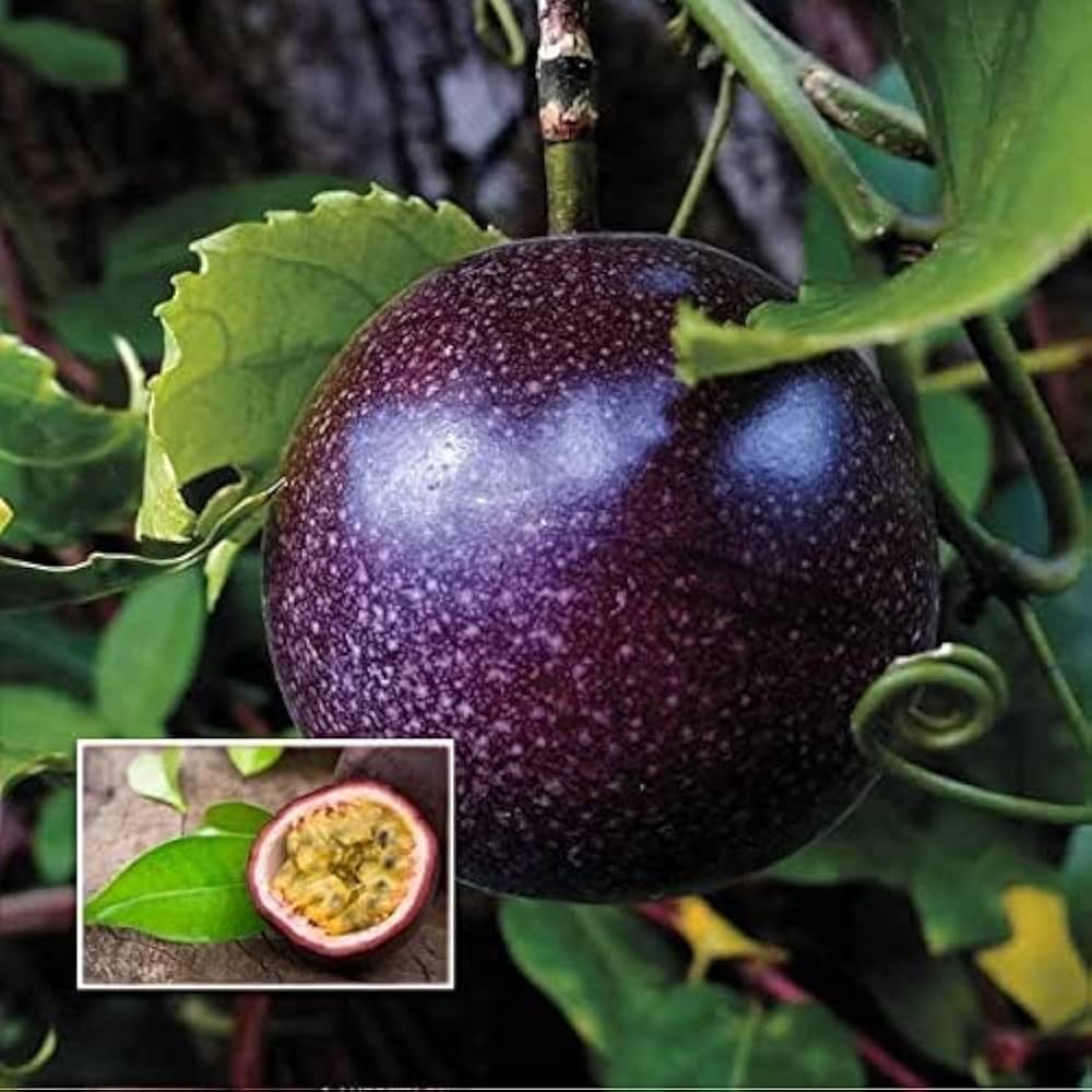 purple passion fruit flower granadilla passiflora edulis vine plant high organic Fruit Seeds organic garden seeds