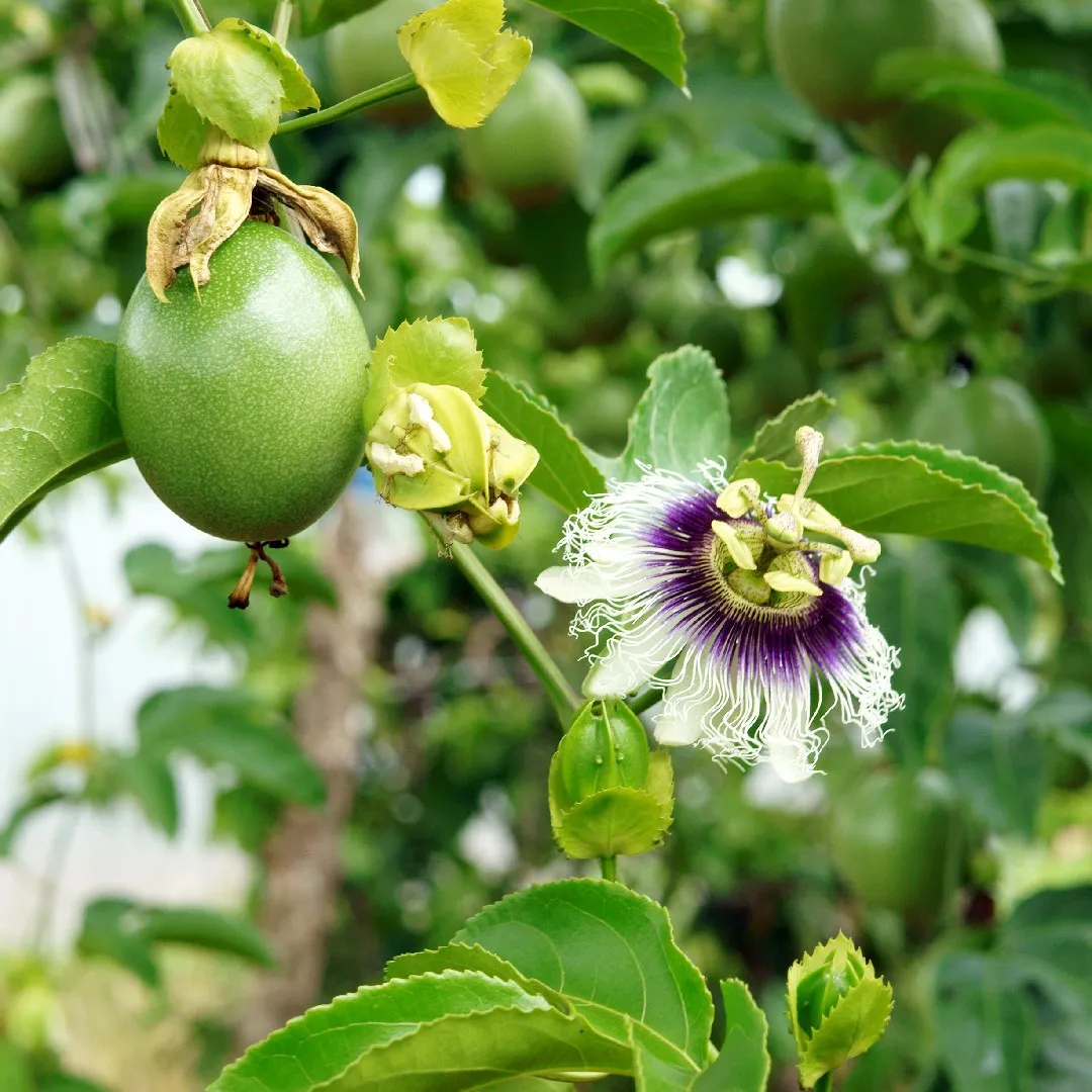 Passiflora Edulis Passion Green Variety Fruit Seeds