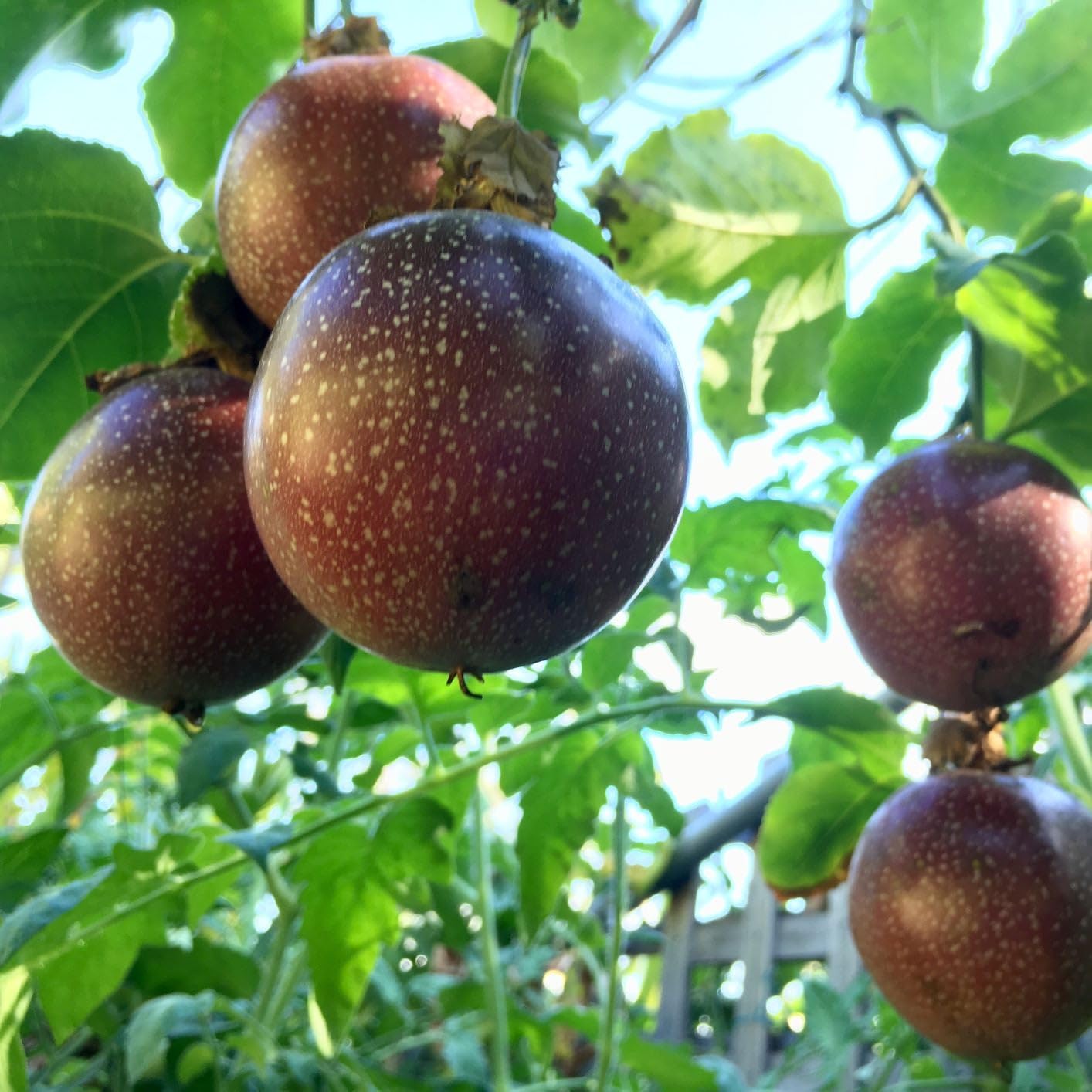 Passiflora Edulis Passion Purple Pink Fruit Seeds