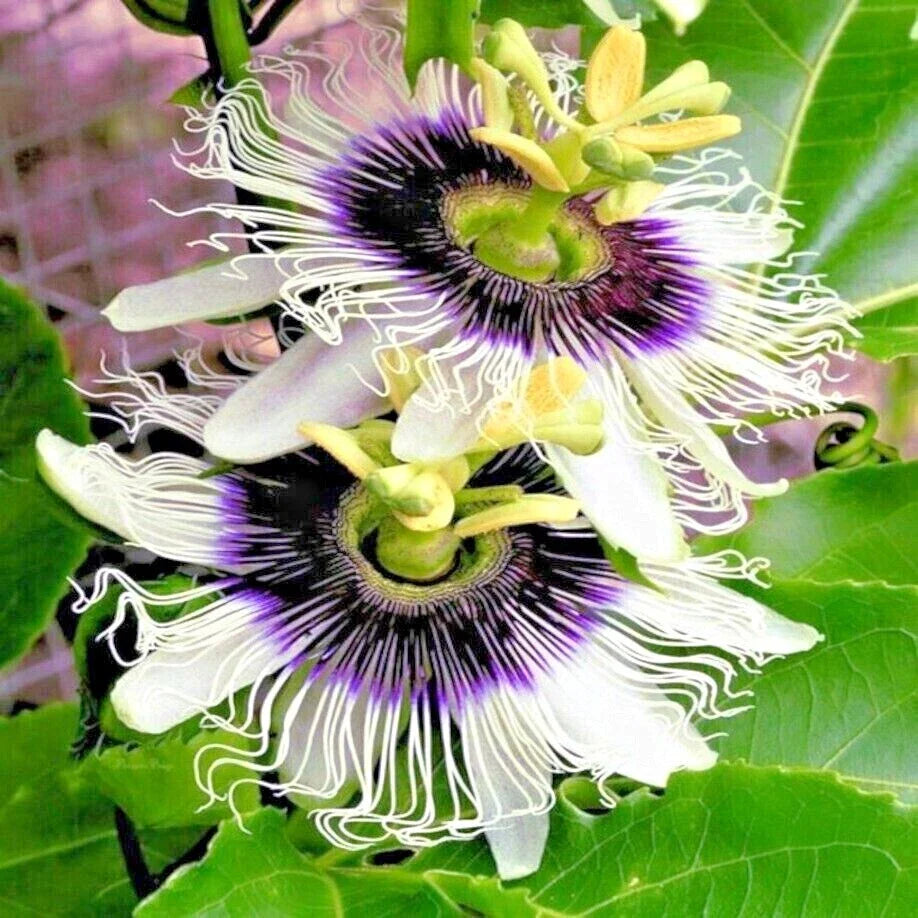 purple passion flower vine granadilla passiflora edulis fruit plant high organic Fruit Seeds organic garden seeds