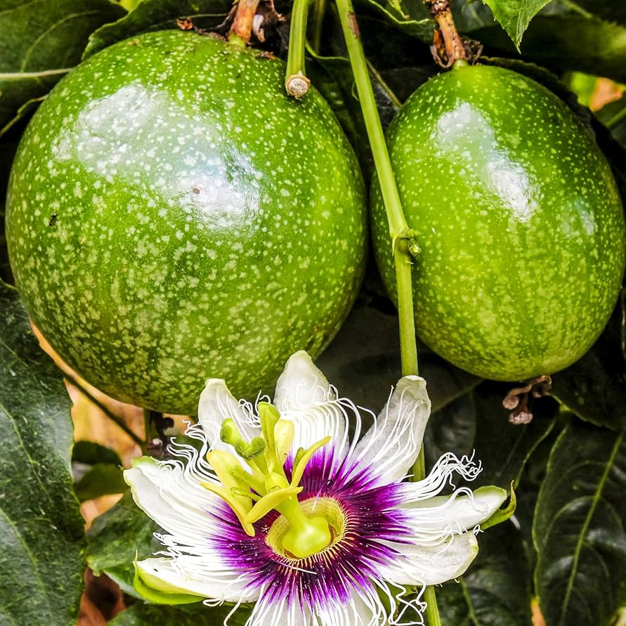 Passiflora Incarnata Green Fruit Seeds
