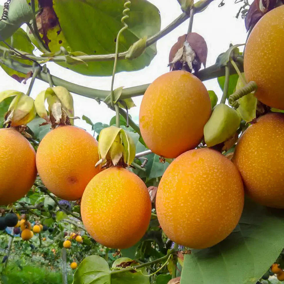 Passiflora Incarnata Orange Variety Perfect Fruit Seeds