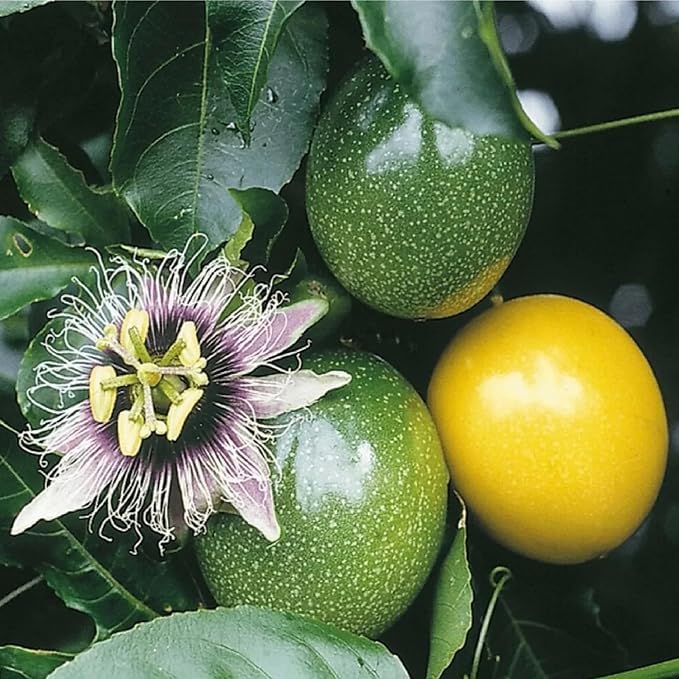 passion fruit passiflora edulis lila variety seeds