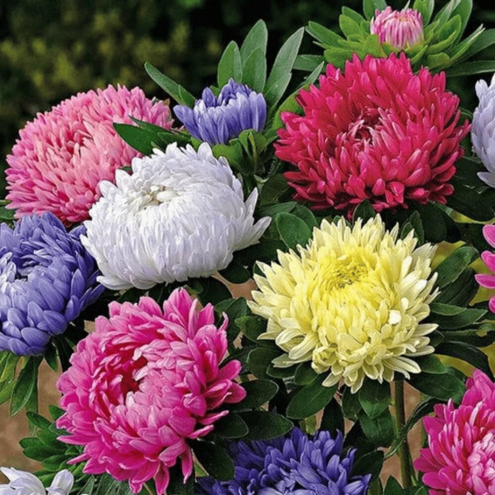 White Aster Flower Seeds - Heirloom Non GMO Premium Garden Seeds for Planting