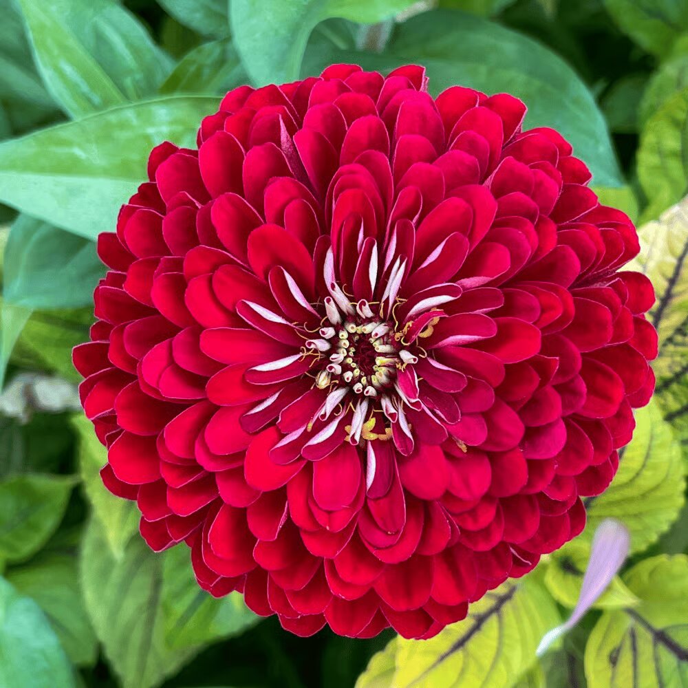 Red Zinnia Flower Seeds