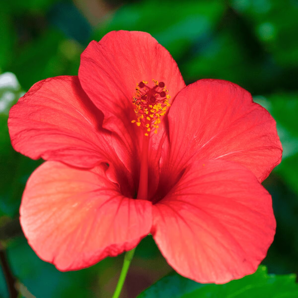 Red Hibiscus Flower Seeds