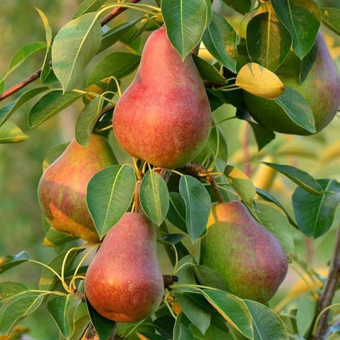 pear pyrus communis red fruit perfect seeds