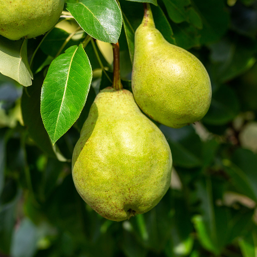 pear pyrus communis giant fruit backyard seeds