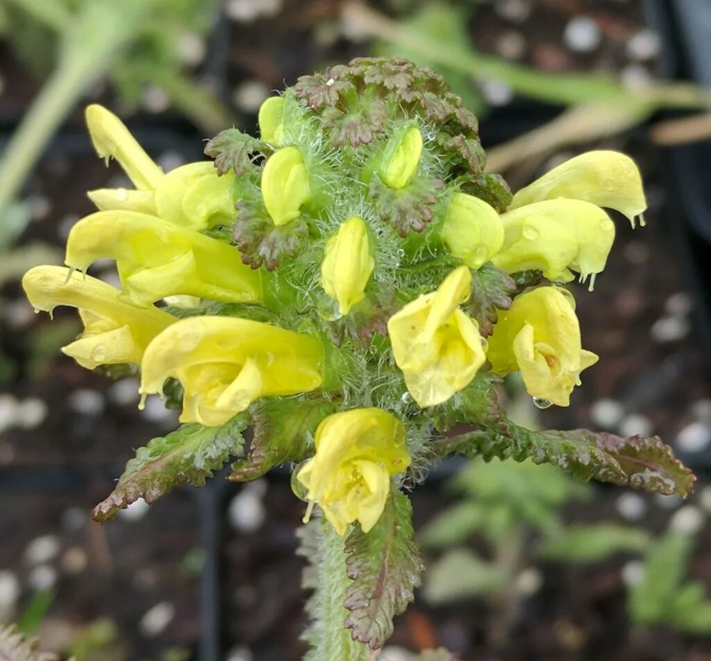 Yellow Pedicularis Lanceolata Flower Seeds - Heirloom Non GMO High Germination Garden Planting Seeds