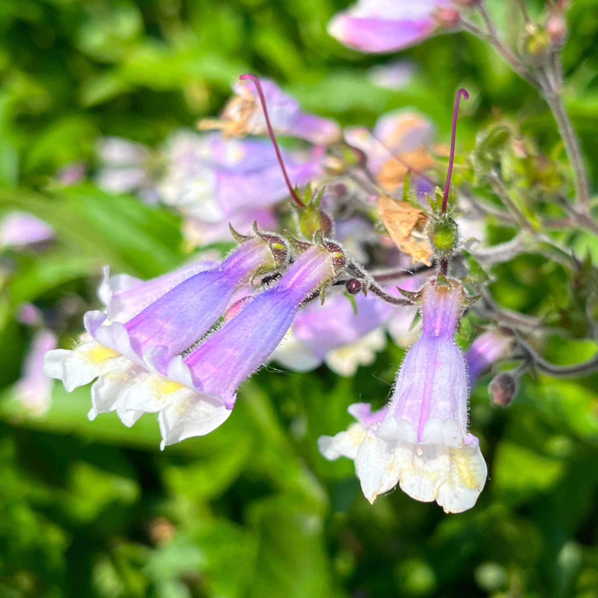 Hairy Beardtongue