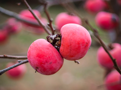 pink persimmon fruit for planting sweet and healthy trees grow at home heirloom Fruit seeds