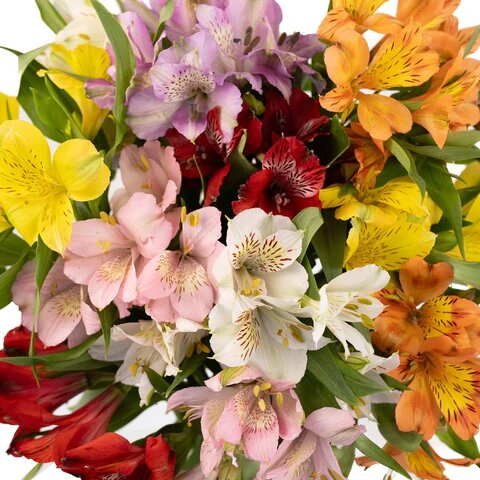 Alstroemeria Flower Seeds Mixed Heirloom Non-GMO High Germination Organic Garden Seeds for Planting Colorful Blooms - He