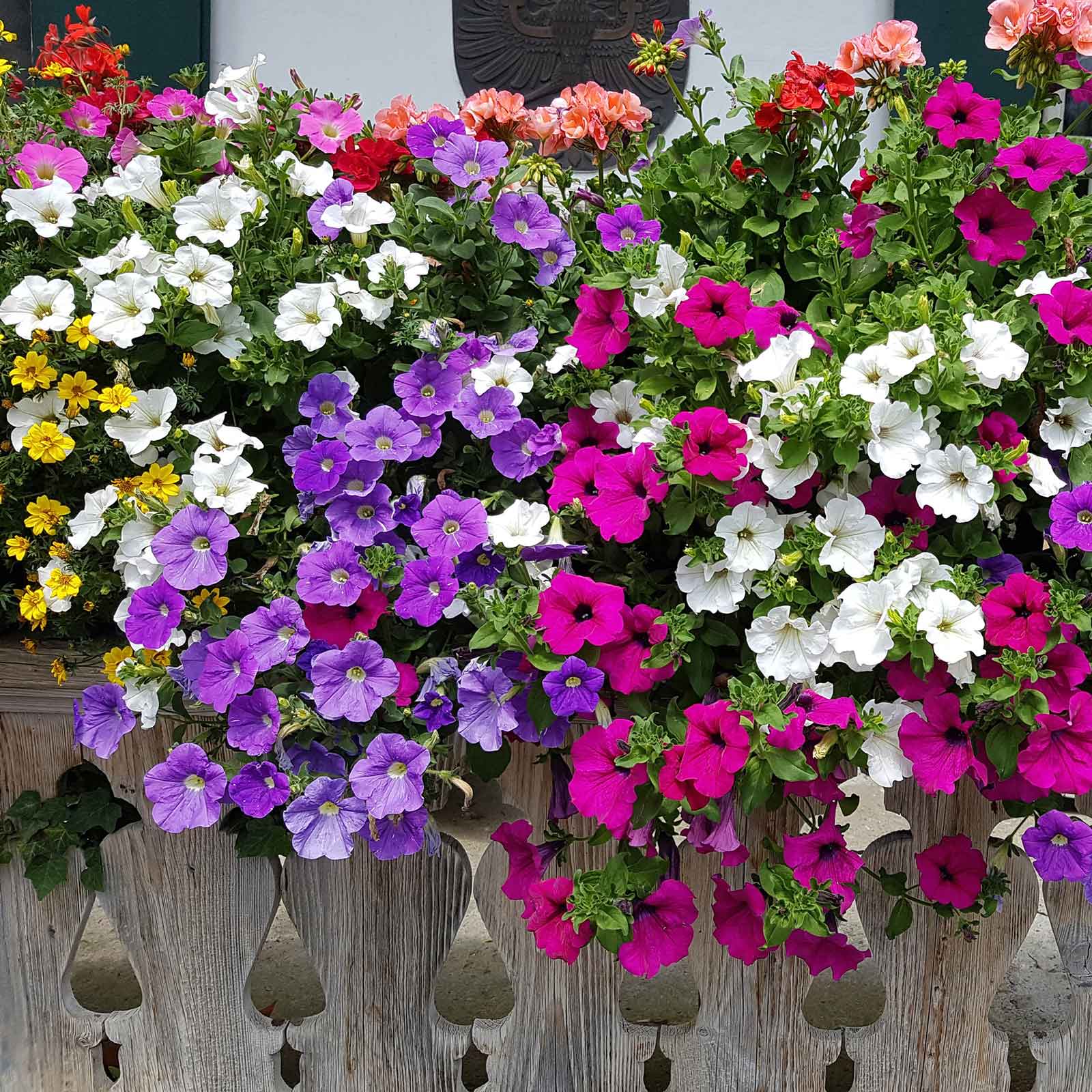 Petunia Flower Seeds Planting and Growing Exotic Flowering Plants Colorful Backyard Beauty