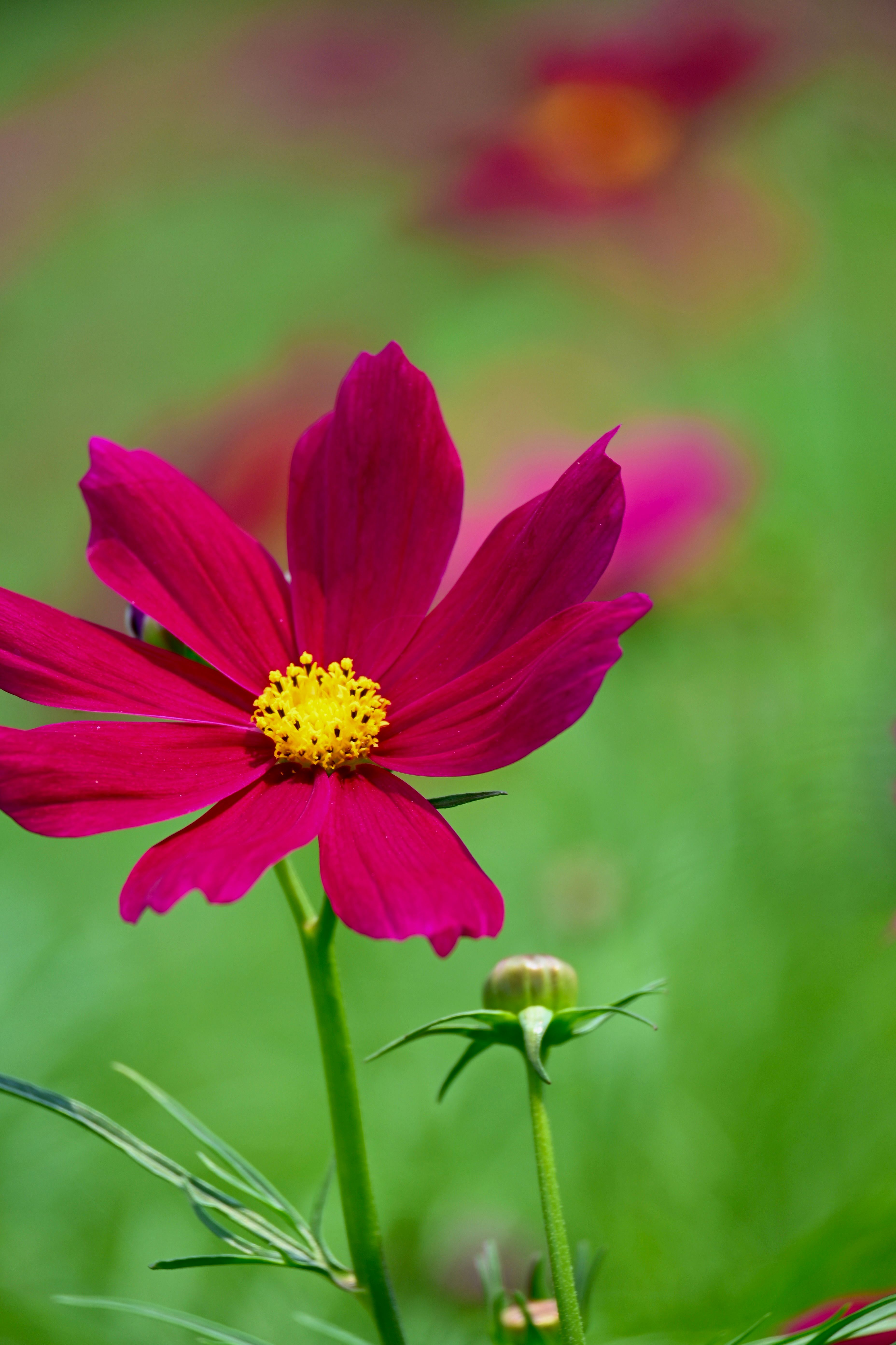 Red Cosmos Flower Seeds - Heirloom Non GMO High Germination Flower Seeds for Home Garden Planting