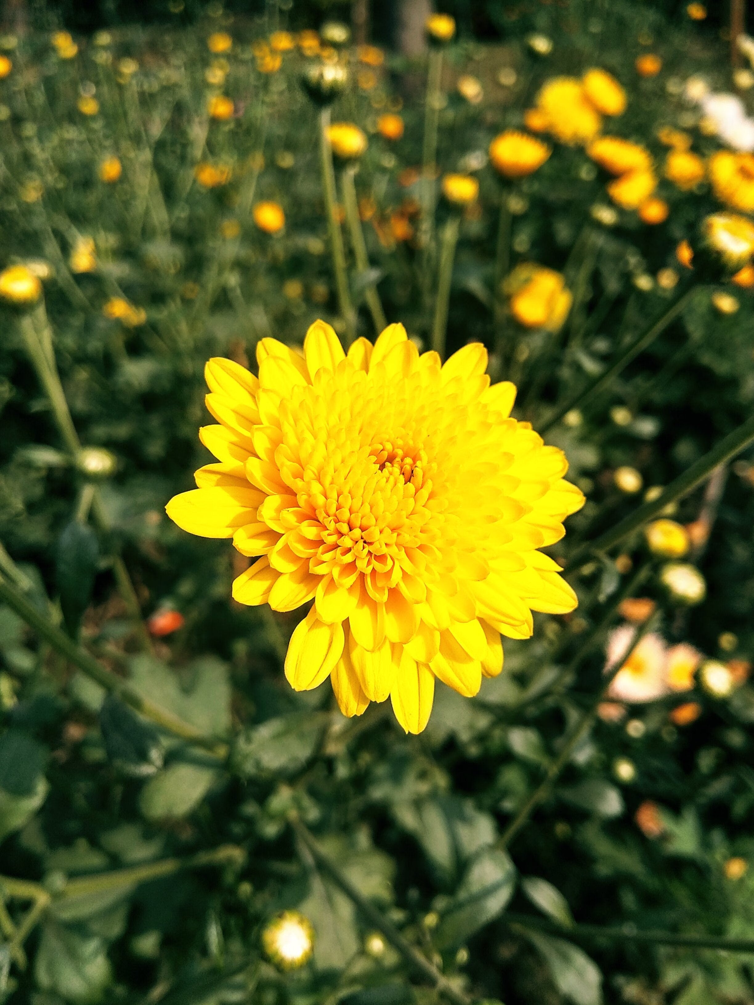Yellow Chrysanthemum Flower Seeds - Heirloom Non GMO High Germination Garden Seeds