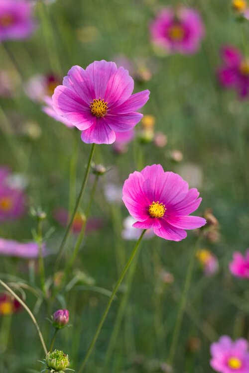 Pink Dark Cosmos Flower Seeds - Heirloom Non GMO High Germination Premium Garden Seeds for Planting