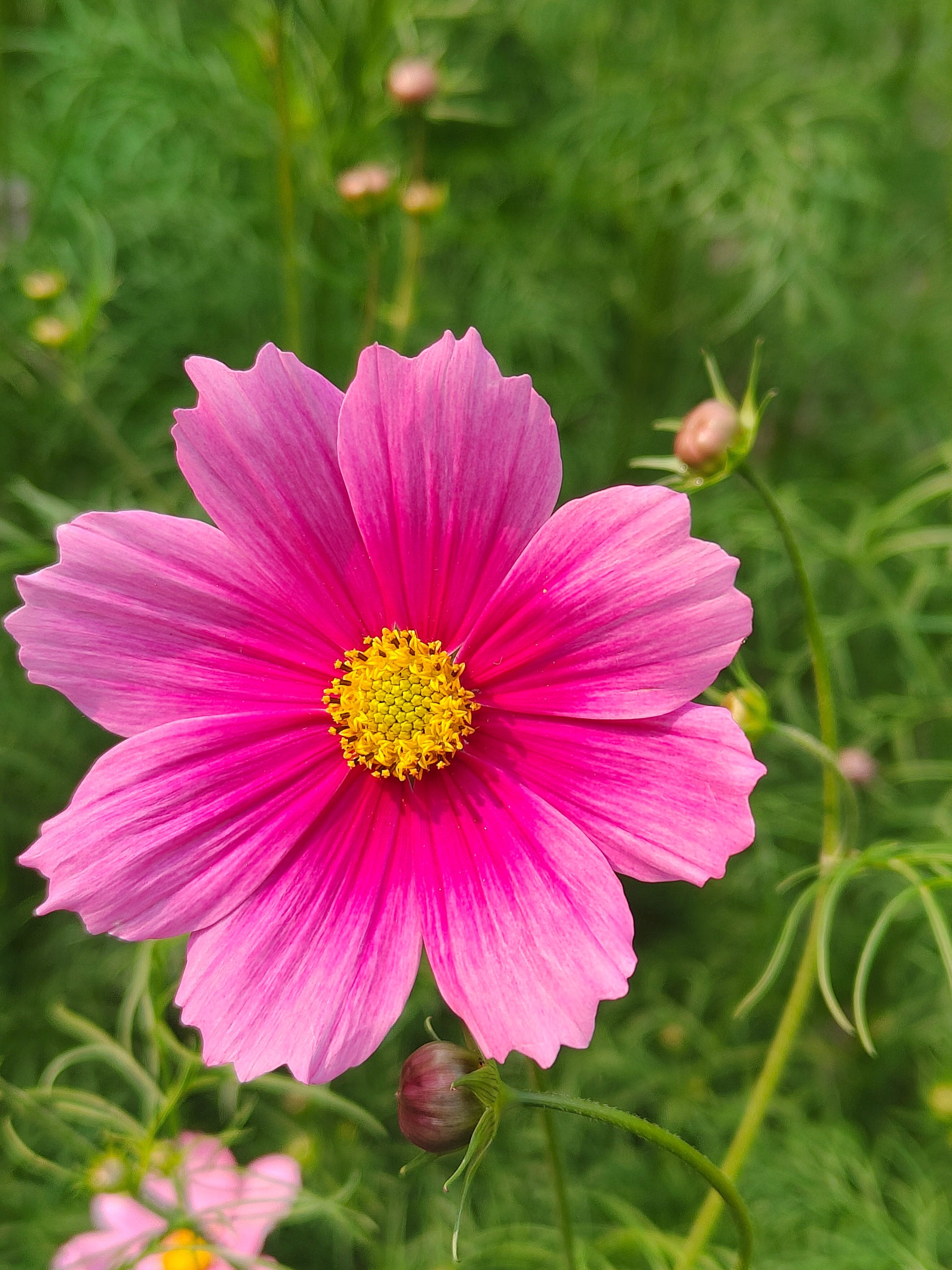 Pink Dark Cosmos Flower Seeds
