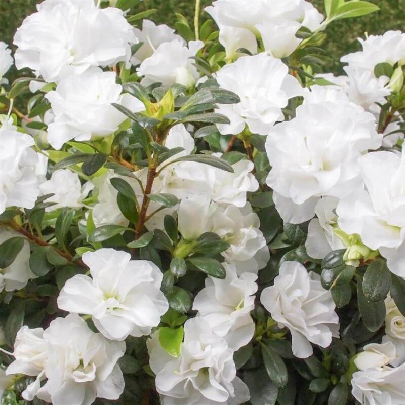 Azalea Flower Seeds
