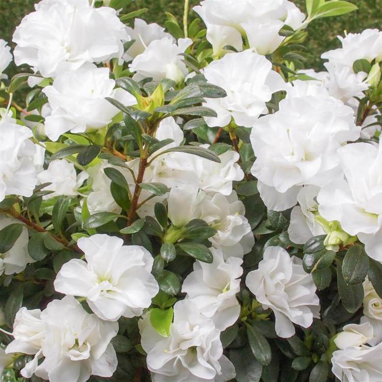 Double Azalea Flower Seeds - Heirloom, Non GMO, High Germination, Organic Garden Seeds