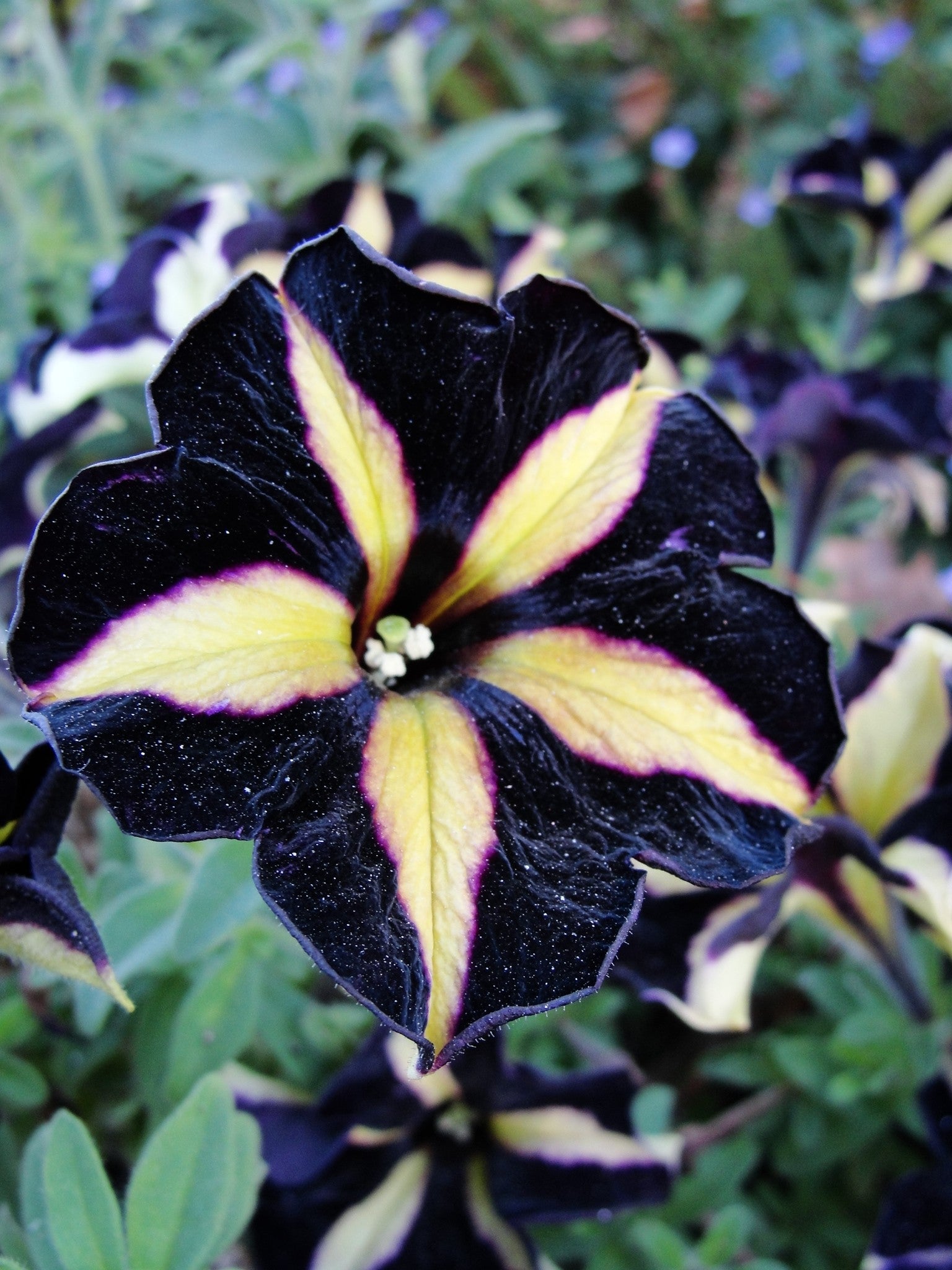 Black Zinnia Flower Seeds - Heirloom Non GMO Premium Garden Seeds for Planting