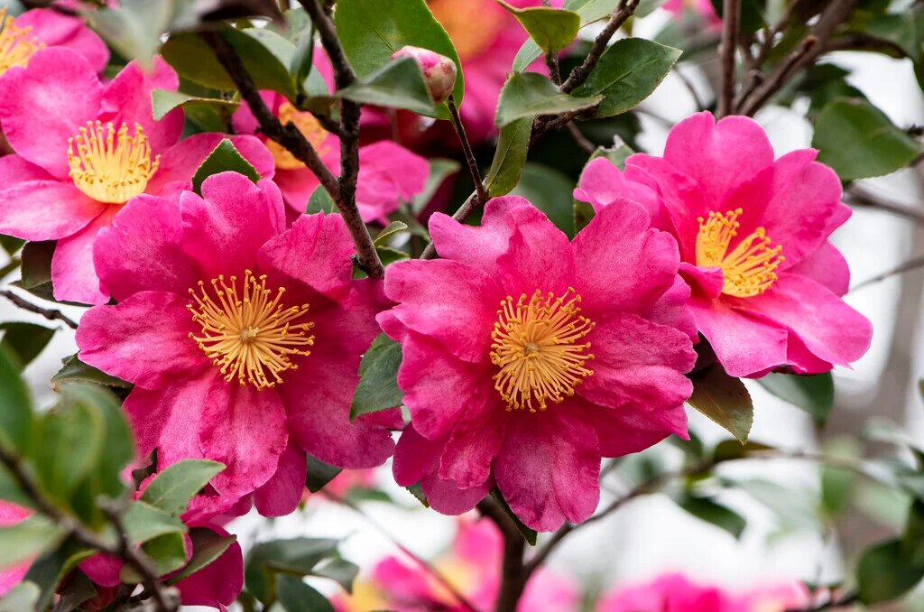 Dark Pink Camellia Flower Seeds - Heirloom Non GMO High Germination Premium Garden Seeds for Planting