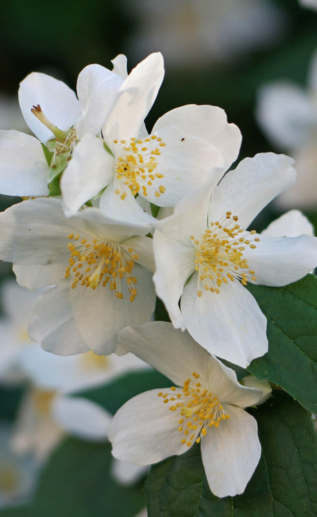White Philadelphus Flower Seeds – Exotic Flowering Plants for Vibrant Backyard Beauty