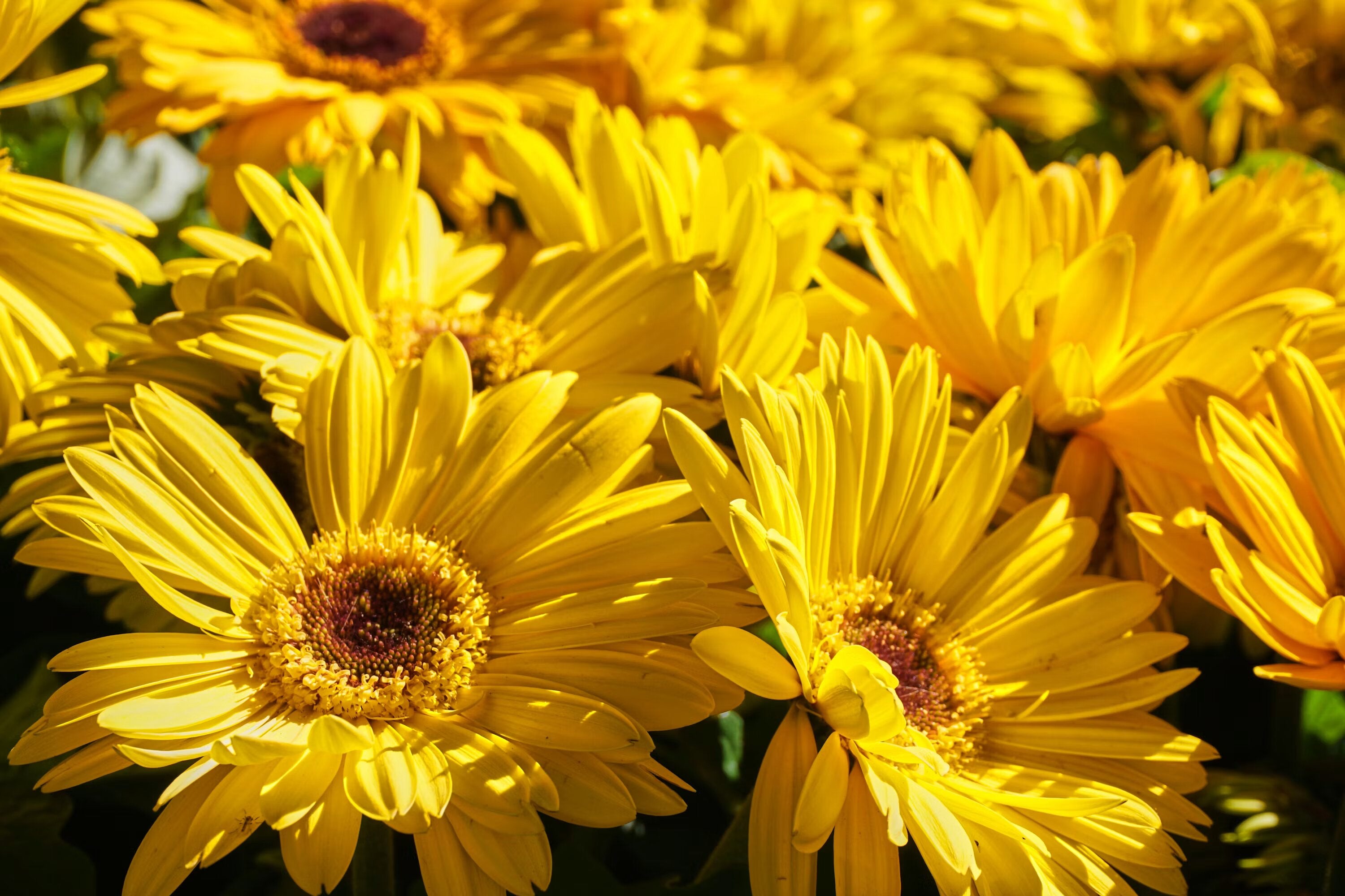 Yellow Daisy Flower Seeds - Heirloom Non GMO High Germination Premium Garden Seeds for Planting