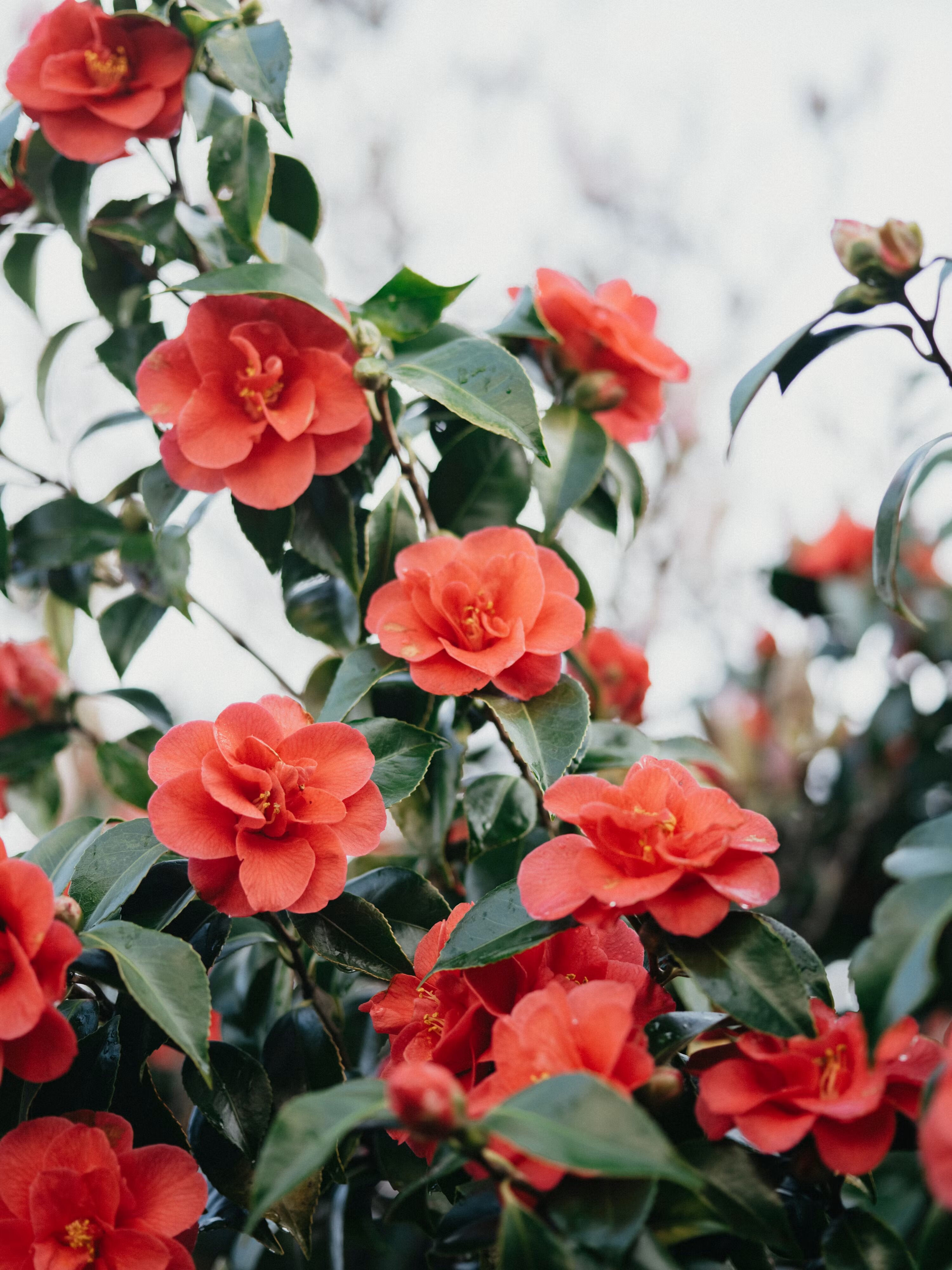 Orange Camellia Flower Seeds - Heirloom Non GMO High Germination Premium Flower Seeds for Home Garden