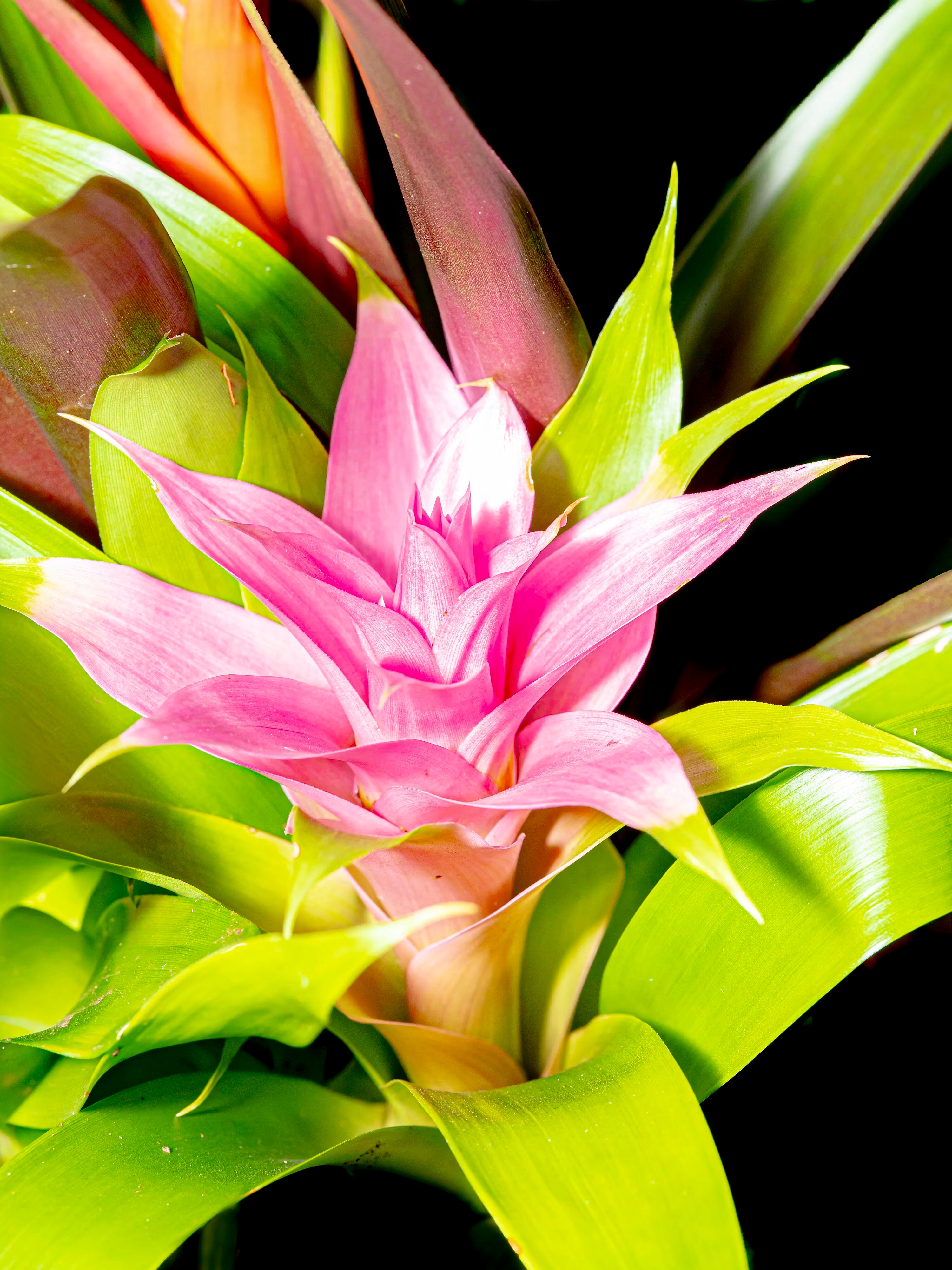 Pink Bromeliad Flower Seeds