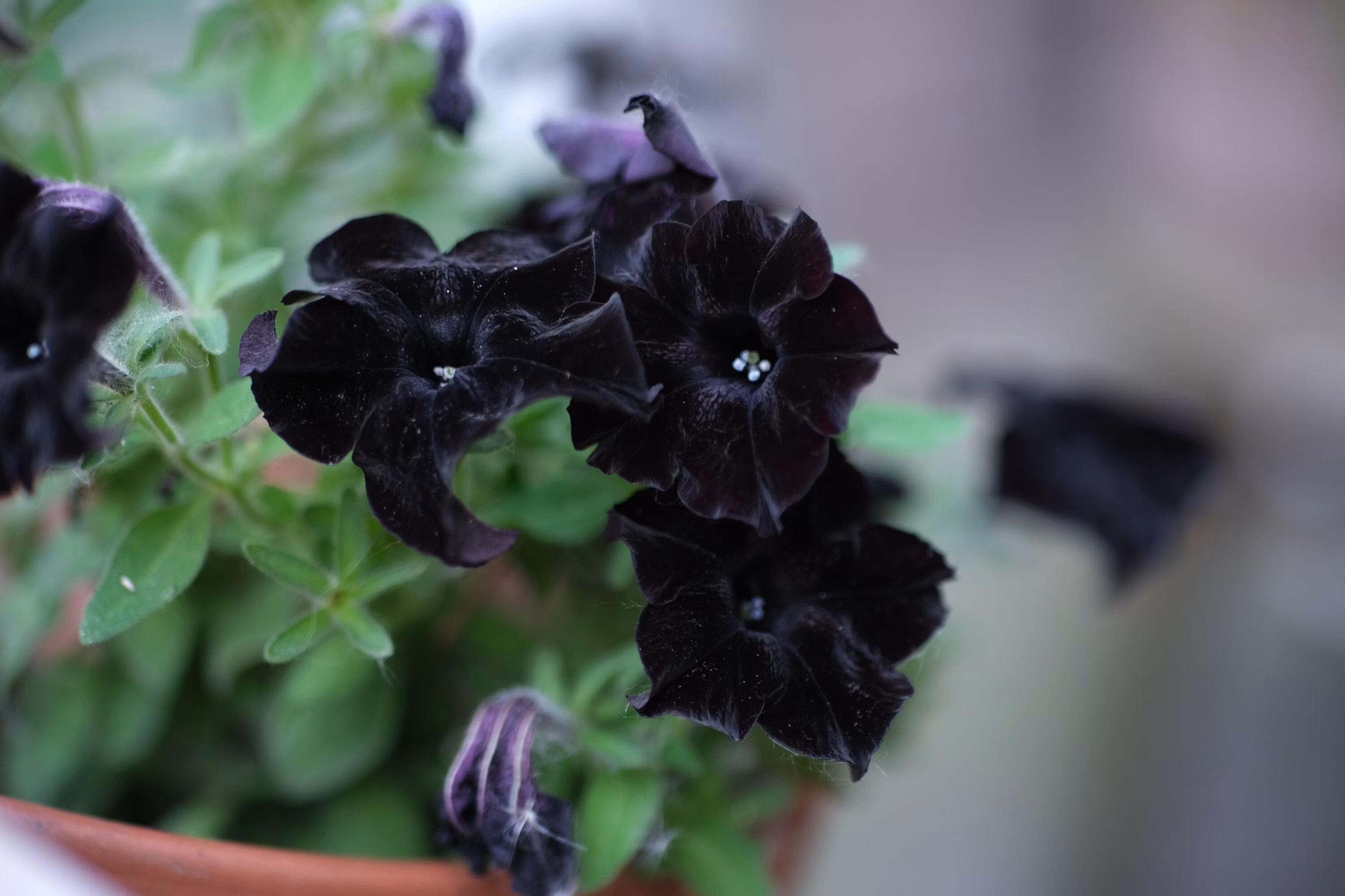 Black Petunia Flower Seeds