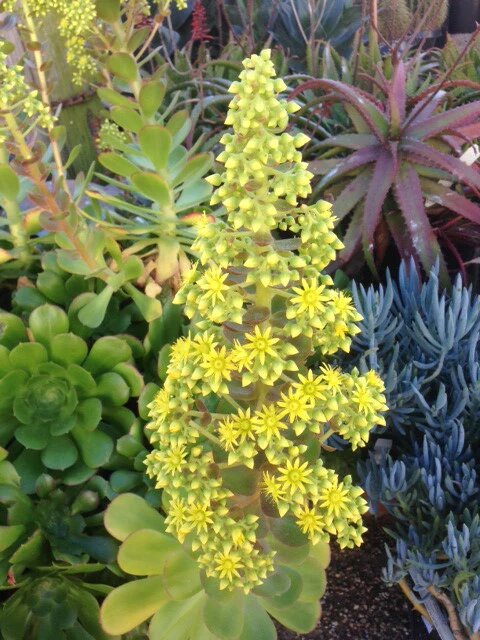 Aeonium Flower Seeds
