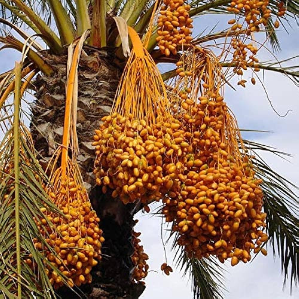 pineapple palm syagrus romanzoffiana in tropical garden