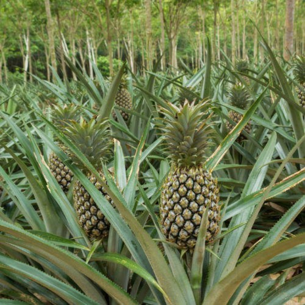black pineapple fruit for cultivation and planting heirloom non gmo Fruit seeds