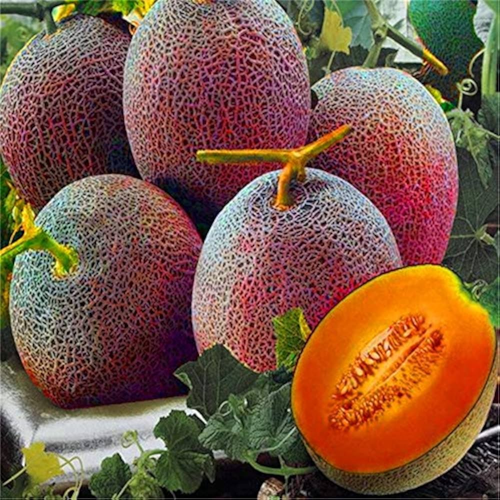 minnesota canteloupe fruit hardy melon for Fruit Seeds